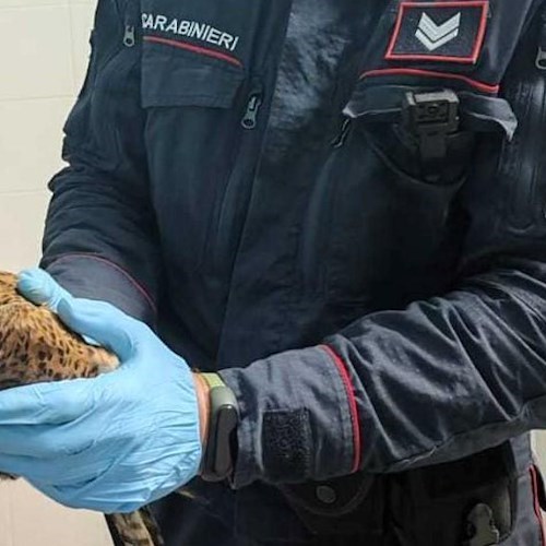 Carabinieri Forestali salvano un falco ferito<br />&copy; Carabinieri