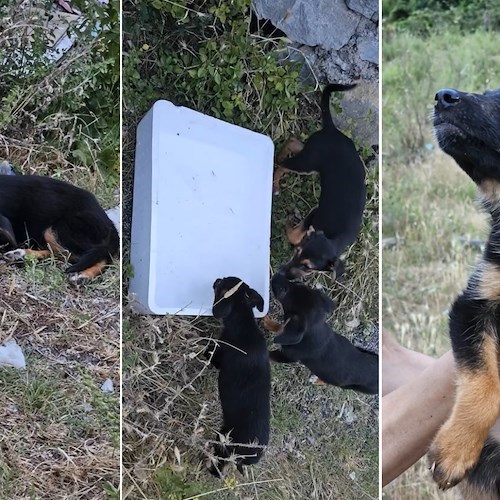 Cuccioli abbandonati a Tramonti<br />&copy; ENPA Costa d'Amalfi