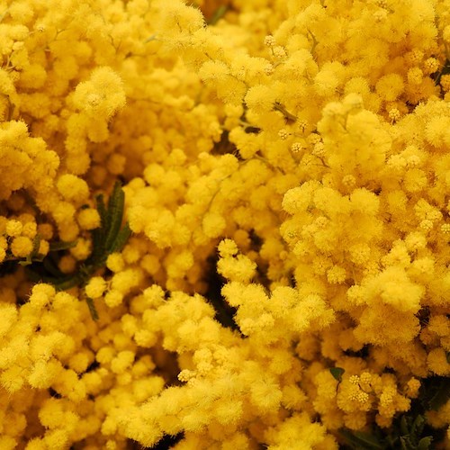 Mimose<br />&copy; Andry_S
