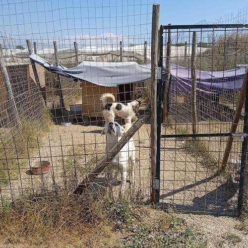 40 cani senz'acqua in un canile abusivo<br />&copy; Francesco Emilio Borrelli