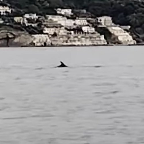 Delfini tra Marina di Puolo e Marina della Lobra<br />&copy; Gianluca Morvillo