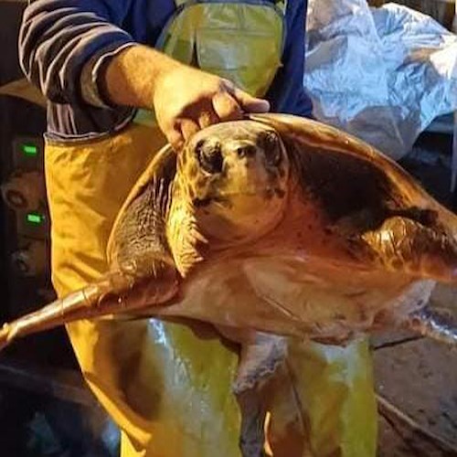 Impigliate in reti da pesca: tartarughe salvate da Amp Punta Campanella, pescatori e Stazione Zoologica A.Dohrn<br />&copy; Amp Punta Campanella