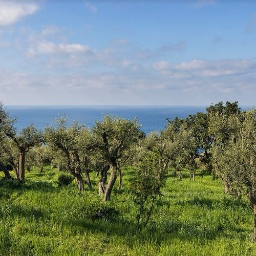 L’Oro di Capri porta a Trieste per Olio Capitale, la valorizzazione del patrimonio di uliveti plurisecolari