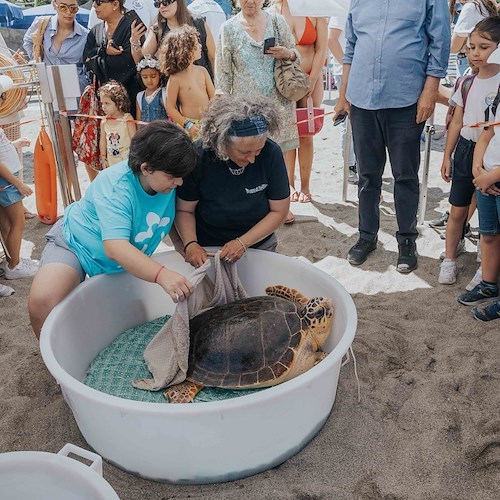 Lacco Ameno, restituite al loro habitat naturale tre tartarughe marine Caretta caretta<br />&copy; Area Marina Protetta Regno di Nettuno