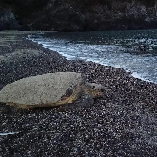 Caretta caretta a Camerota