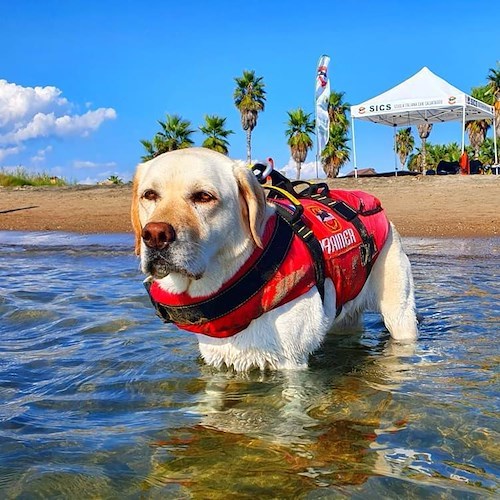 Mira<br />&copy; SICS Scuola Italiana Cani Salvataggio - Tirreno