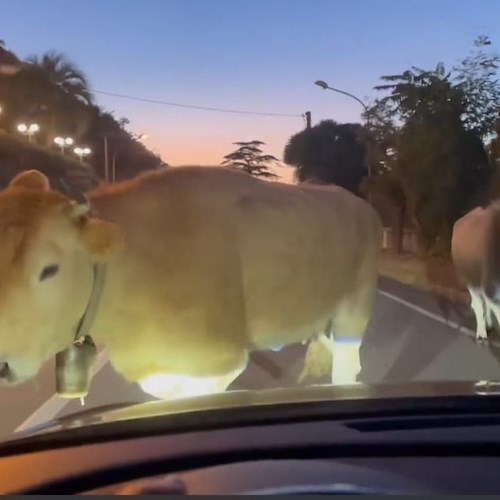 Mucche in strada tra Castellammare di Stabia e Sorrento, già due segnalazioni in pochi giorni<br />&copy; Charly 57