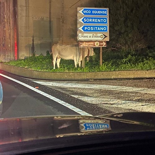 Mucche in strada tra Castellammare di Stabia e Sorrento, già due segnalazioni in pochi giorni<br />&copy; Charly 57