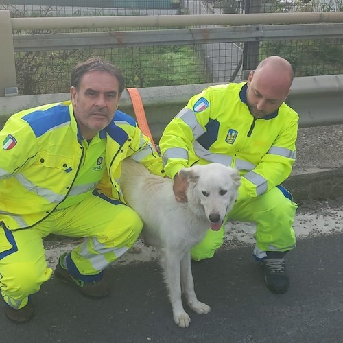 Napoli, cane vagante salvato sulla strada statale 162dir: si cerca il proprietario<br />&copy; Anas