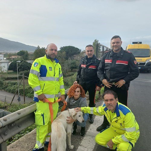 Napoli, cane vagante salvato sulla strada statale 162dir: si cerca il proprietario<br />&copy; Anas