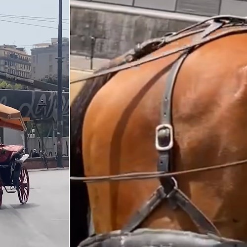 Napoli, cavallo sotto al sole cocente a trainare una carrozza con turisti<br />&copy; Francesco Emilio Borrelli