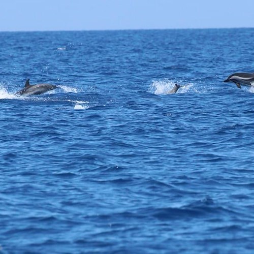 stenelle nell'Area Marina Protetta Regno di Nettuno<br />&copy; Oceanomare Delphis Onlus