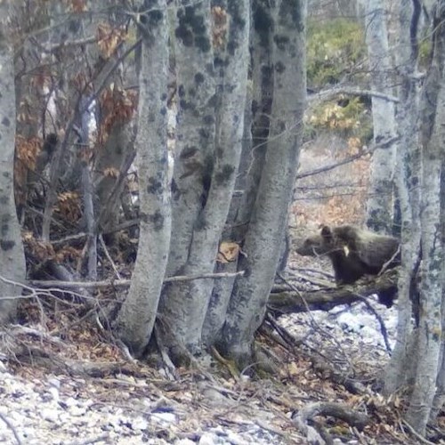 Cuccioli dell'orsa Amarena<br />&copy; Parco Nazionale d'Abruzzo e Molise