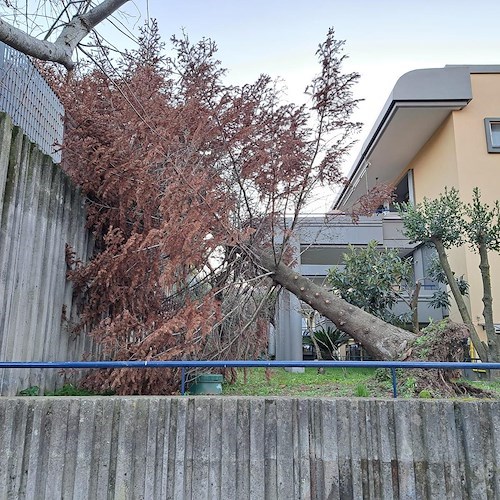 Paura a Piano di Sorrento, il forte vento causa il distacco di un grosso albero nel Parco dei Platani<br />&copy; Charly 57