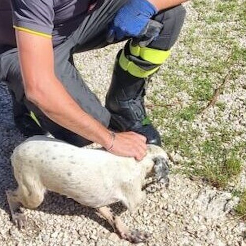 Pietravairano, cagnolino precipita in un pozzo profondo<br />&copy; Vigili del fuoco