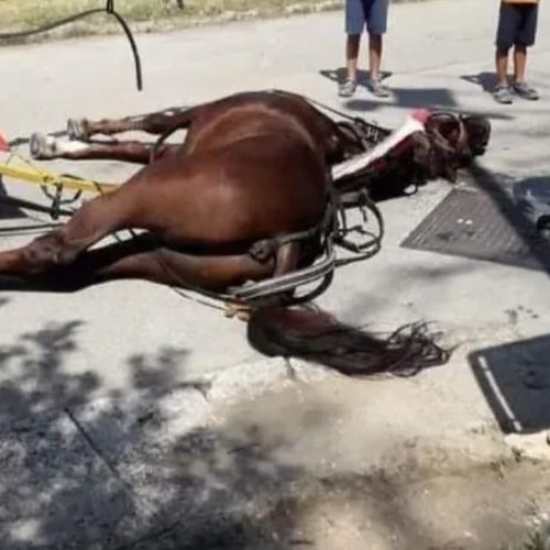 Cavallo morto alla Reggia di Caserta<br />&copy; Comune di Caserta