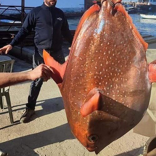 Sorpresa nelle acque di Procida, pescato un pesce re di oltre 40 kg<br />&copy; Tv Procida