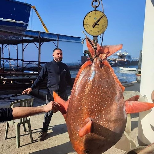 Sorpresa nelle acque di Procida, pescato un pesce re di oltre 40 kg<br />&copy; Tv Procida