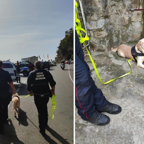 Ricerca di esche avvelenate a Positano<br />&copy; Comune di Positano