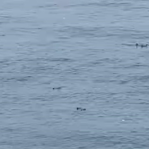 Spettacolo a Massa Lubrense, gruppo di delfini nuota nei pressi di Punta San Lorenzo<br />&copy; Roberto Casa