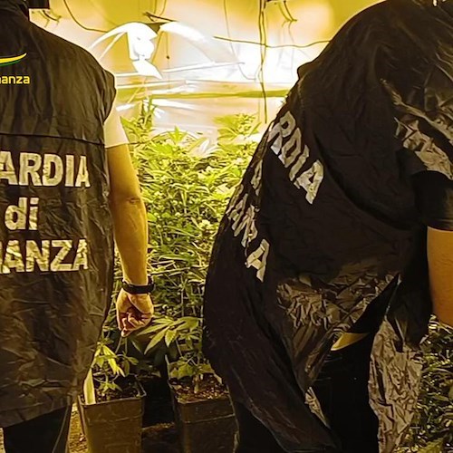 Trecase, scoperto laboratorio clandestino per la coltivazione di marijuana<br />&copy; Guardia di finanza