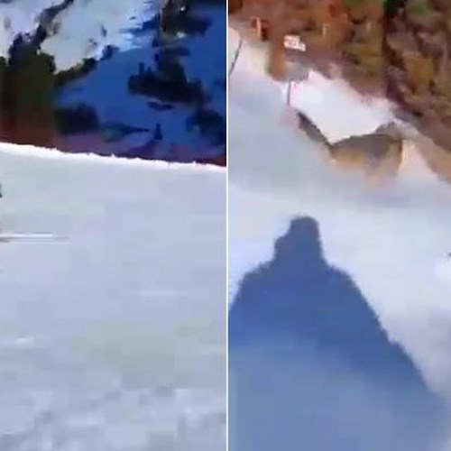 Trentino, sciatore insegue lupo e lo fa schiantare contro la rete metallica: presentato esposto in Procura