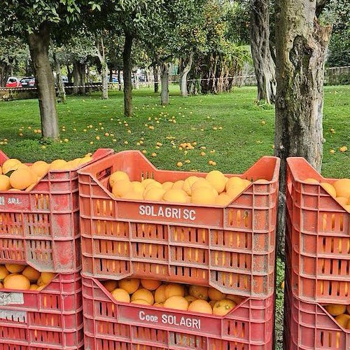 Tutto pronto per la terza edizione di SorrentoOrangeWeek