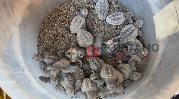 In Italia anno record per le nidificazioni di tartarughe Caretta caretta: la Campania è la terza regione più gettonata